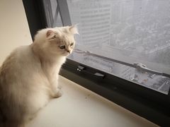 -猫腻·猫咖·撸猫馆(星光大道店)