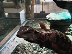 -帕帕拉兹宠物(亚洲旗舰店)