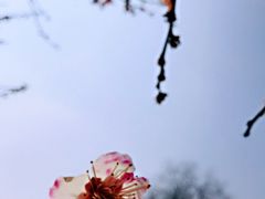 -香雪海