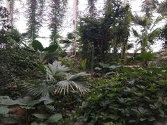 -泰山花样年华景区