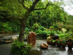 -深圳仙湖植物园