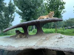 -北京野生动物园