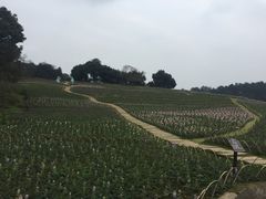 -保利石象湖景区