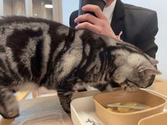 -有猫儿腻咖啡厅.猫咖