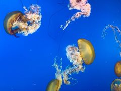 -太平洋海底世界