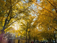 -三里屯东五街银杏大道