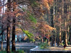 -上海共青森林公园