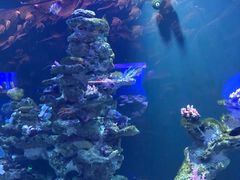 -芜湖新华联大白鲸海洋公园