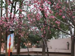 -无锡梅园公园