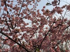 -夏氏怪老头·扬州狮子头(天山西路店)