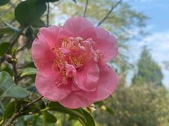 -南沙蒲洲花园