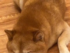 -柏萃动物医院·骨科·牙科