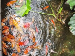 -上海大自然野生昆虫馆(东方明珠·爬宠昆虫探索中心)