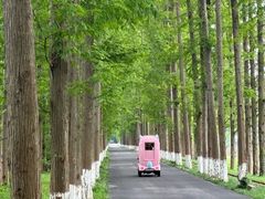 -黄海国家森林公园