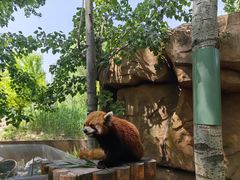 -北京野生动物园