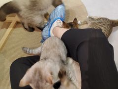 -Heymao猫咖.咖啡厅(东门店)