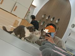 -COLOR PETS 撸猫馆·购猫·猫咖(长风大悦城店)