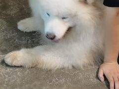 -more than meow吴止猫主题餐厅(承德 中船汇店)