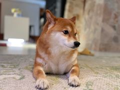 -中农国际动物医院24小时·猫科·骨科·急重症中心