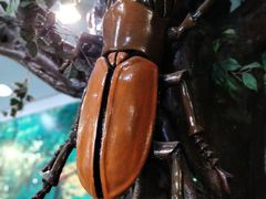 -上海大自然野生昆虫馆(东方明珠·爬宠昆虫探索中心)
