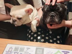 -more than meow吴止猫主题餐厅(承德 中船汇店)