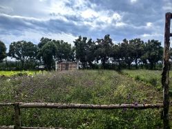 -DORA kids 朵拉儿童摄影花园店