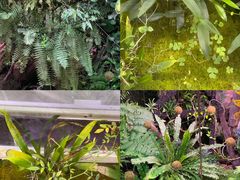 -正佳雨林生态植物园