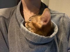-猫大福·Fortune Cat猫舍(百子湾店)