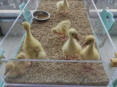 -怪兽屋·羊驼·猫咖·狗咖(俊华广场店)