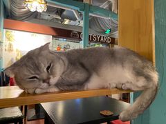 -猫小院猫主题咖啡厅(北锣店)