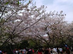 -武汉大学-樱园