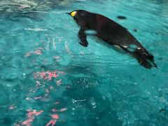 -帝企鹅自助餐厅•儿童岛•真企鹅(长隆企鹅酒店)