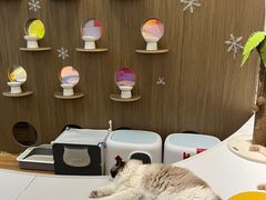 -COLOR PETS 撸猫馆·购猫·猫咖(长风大悦城店)