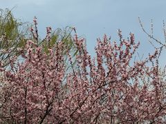 -桃花堤公园