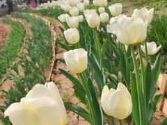 -洛阳郁金香牡丹园