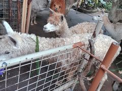 -深圳野生动物园