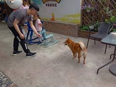 -柴犬高等学院·狗咖·柴犬售卖·宠物训练
