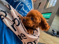 -Oh My Dog宠物沙龙(伊珊娜皮毛护理店)