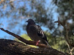 -费瑟代尔野生动物园