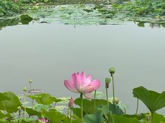 -白洋淀风景区