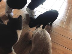 -遇见羊驼·奶狗咖·布偶猫咖·法斗柯基柴犬阿拉斯加(春熙路太古里IFS店)