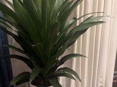 -洛阳宴·洛阳菜(南昌路店)