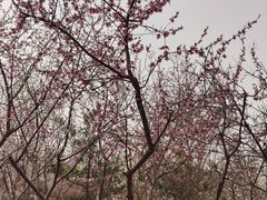 -桃花堤公园