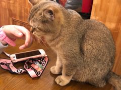 -猫色咖啡·猫咖