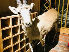 羊标本-老阿妈蒙古村·蒙古包·草原文化·歌舞表演(老君堂店)