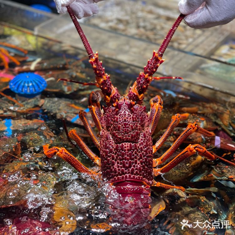 春节不打烊🏮大杨浦这家店救了我‼️