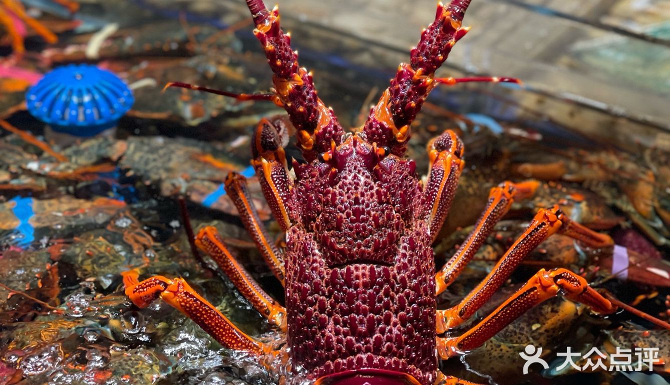 春节不打烊🏮大杨浦这家店救了我‼️