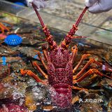 春节不打烊🏮大杨浦这家店救了我‼️