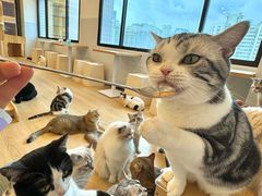 -有喵·猫咖·狗咖·30几只猫10只小狗(岗厦店)