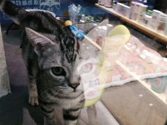 -帕帕拉兹宠物(亚洲旗舰店)